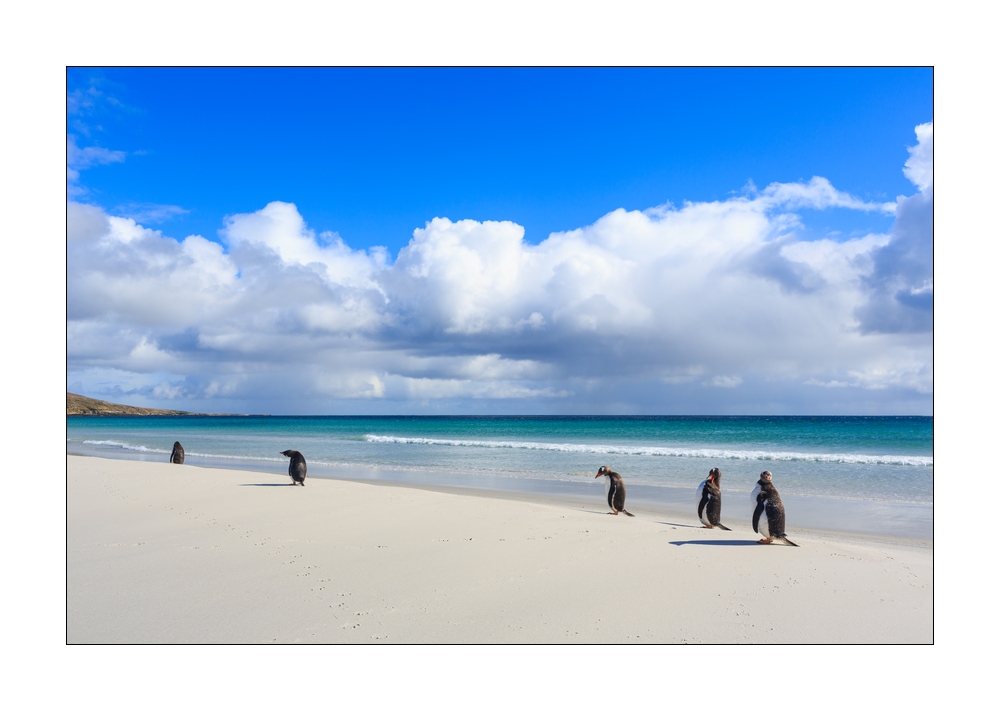 Eselspinguine am Strand #333261