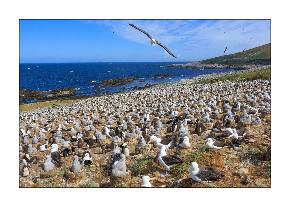 Schwarzbrauenalbatrosse #333155
