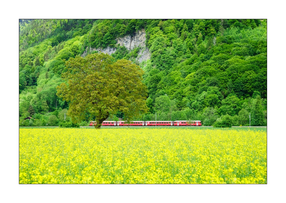 Rapsfeld mit Zug #S33912