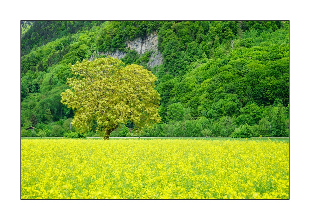 Rapsfeld #S33915