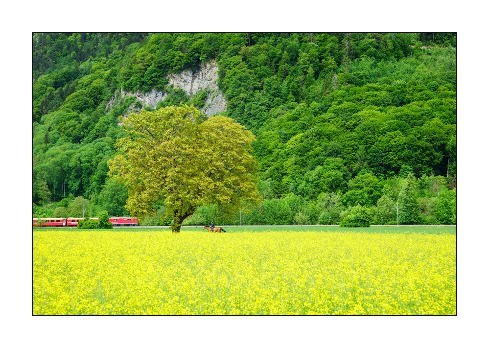 Rapsfeld mit Zug und Reiter #S33935