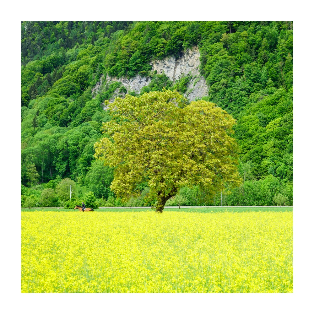 Rapsfeld mit Reiter #S33936