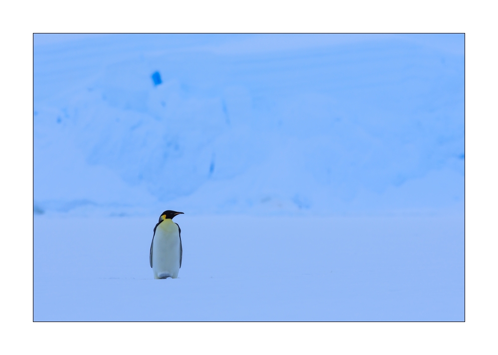 Kaiserpinguin #334523