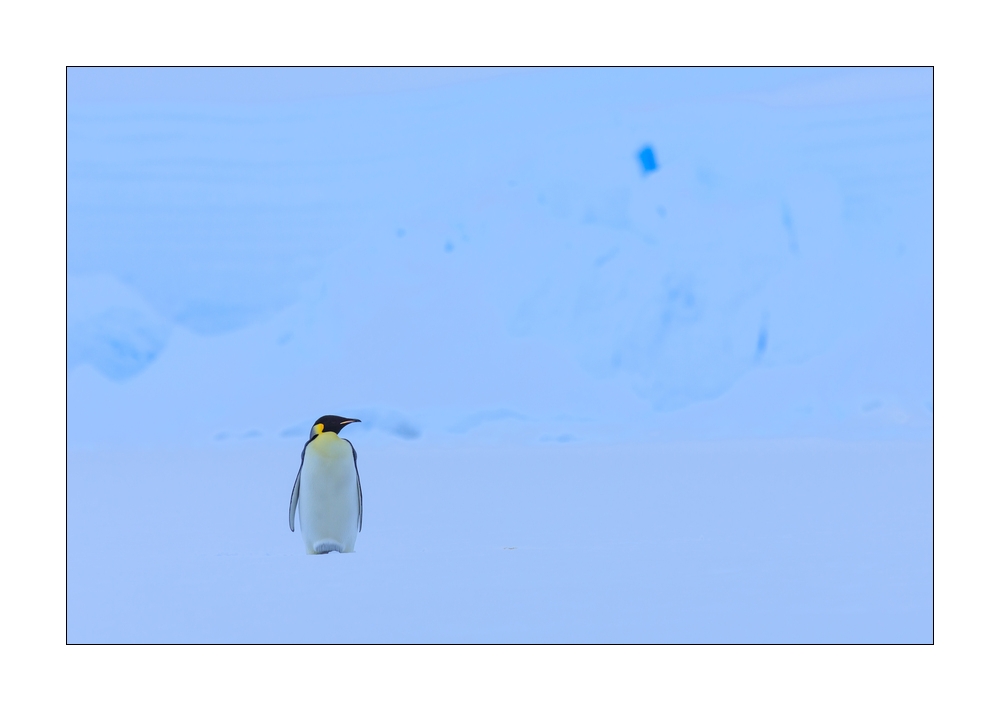 Kaiserpinguin #334531