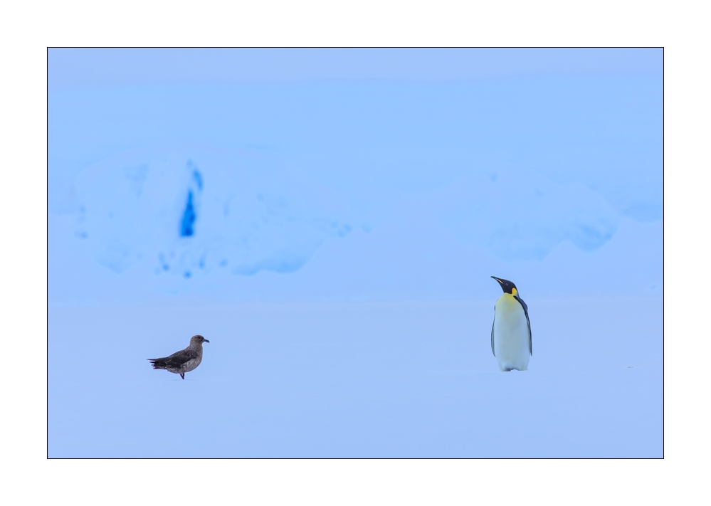 Kaiserpinguin #334535