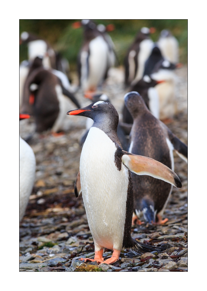 Eselspinguine #333678