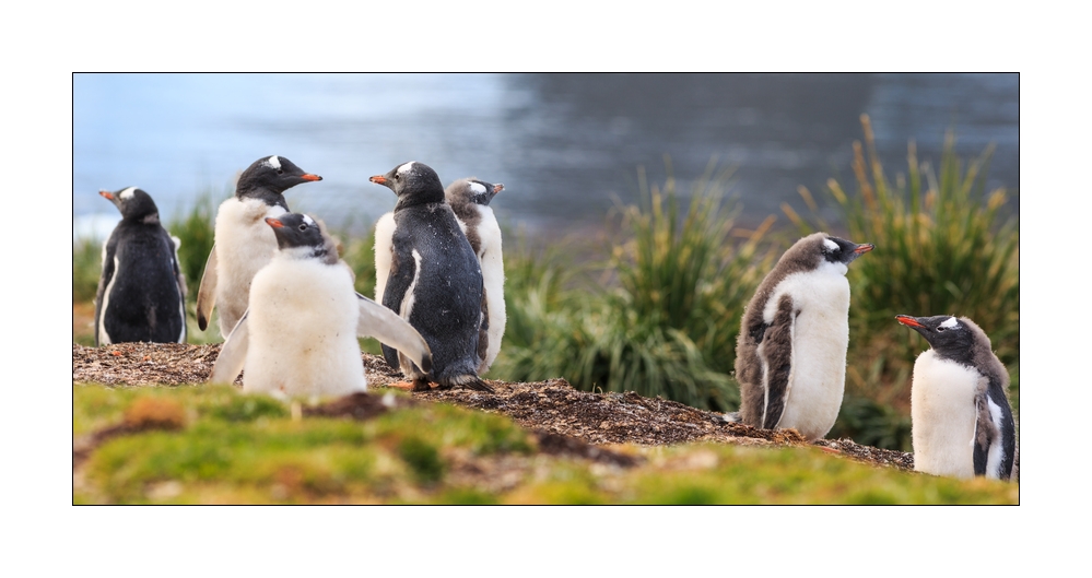 Eselspinguine #333679