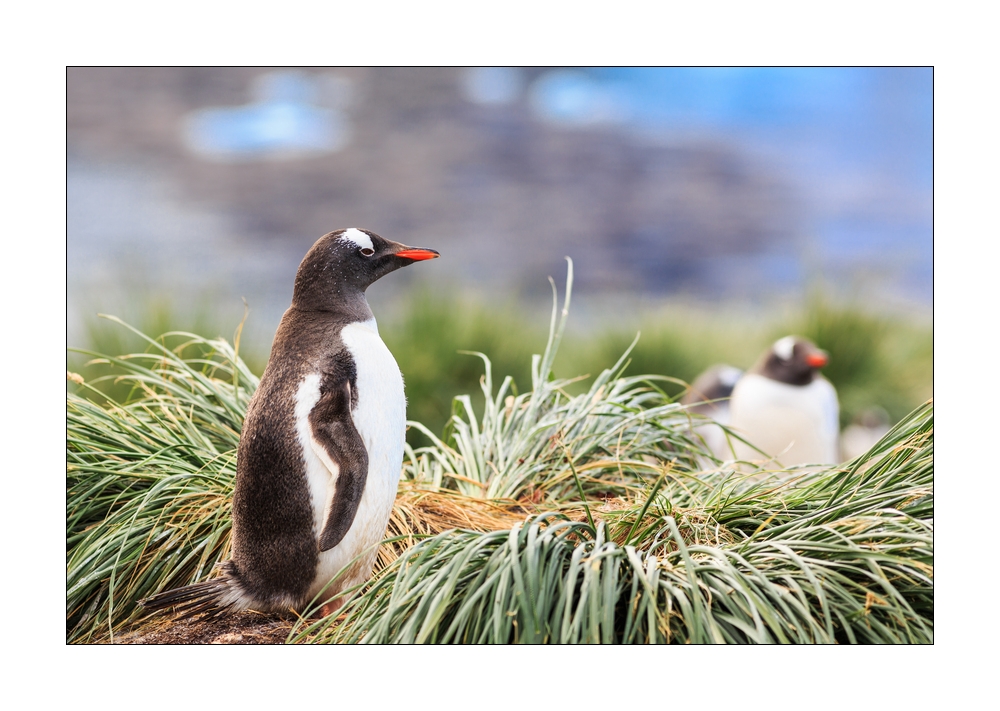 Eselspinguine #333683