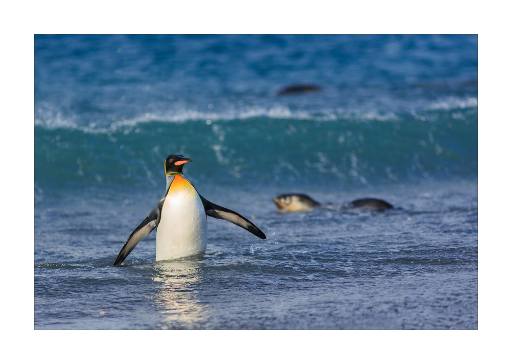 Koenigspinguin #333416