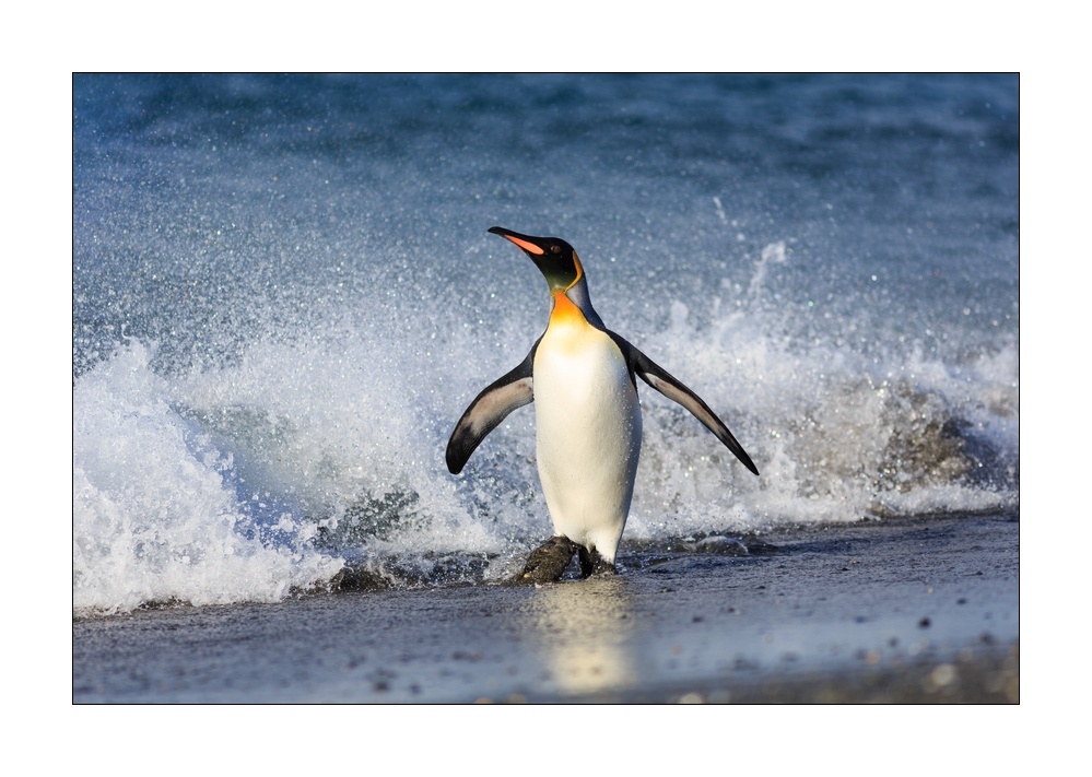 Koenigspinguin #333417