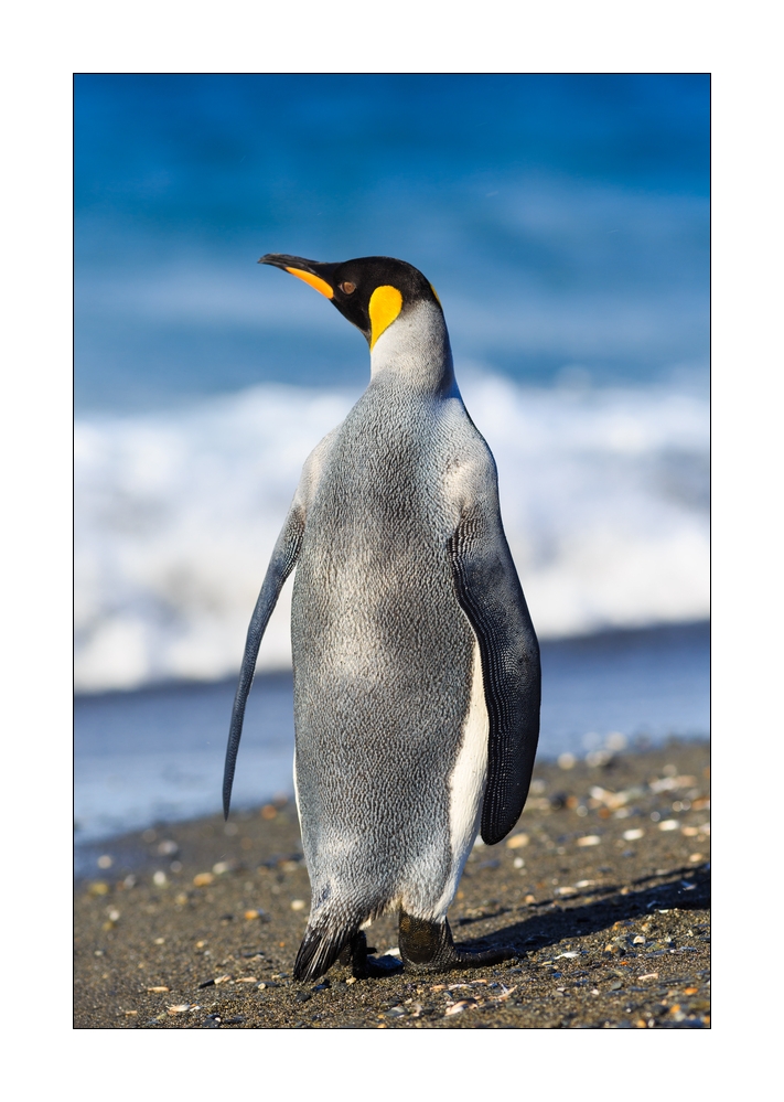 Koenigspinguin #333426
