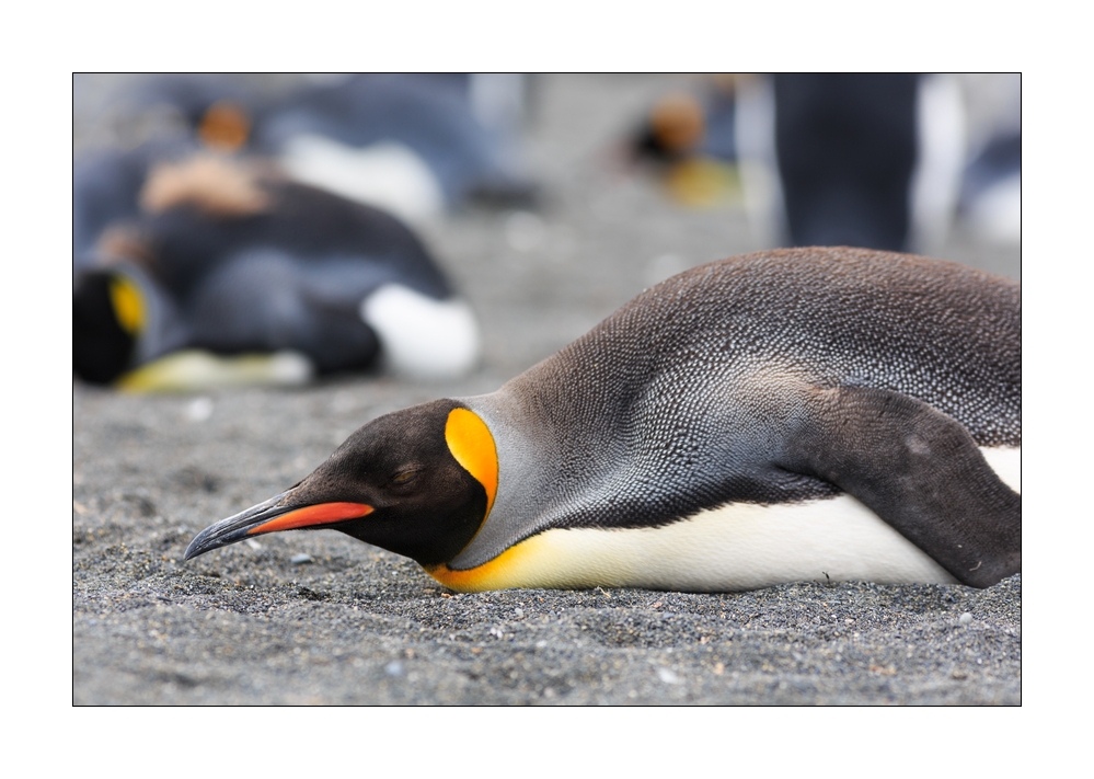 Koenigspinguin #333756