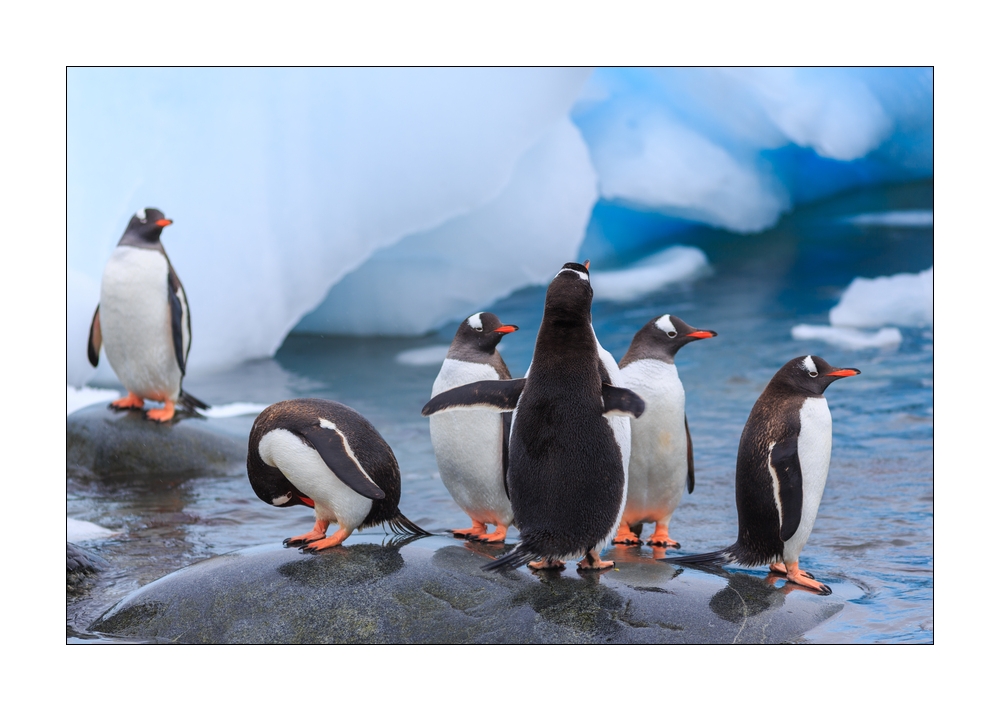 Eselspinguine #334981