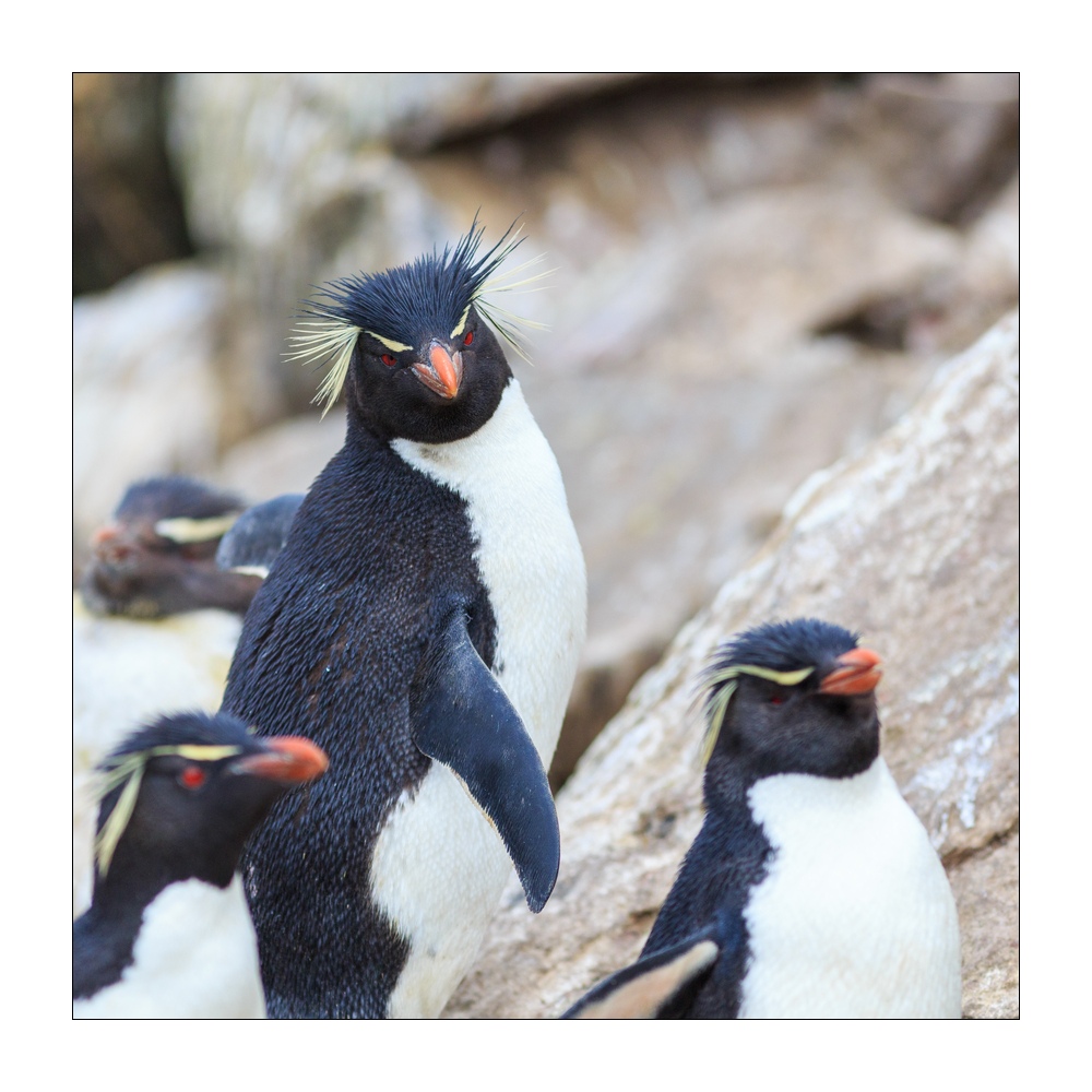 Felsenpinguine #333028