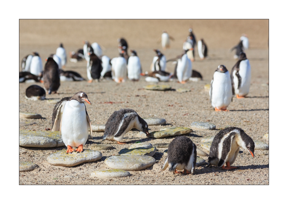 Eselspinguine #333242