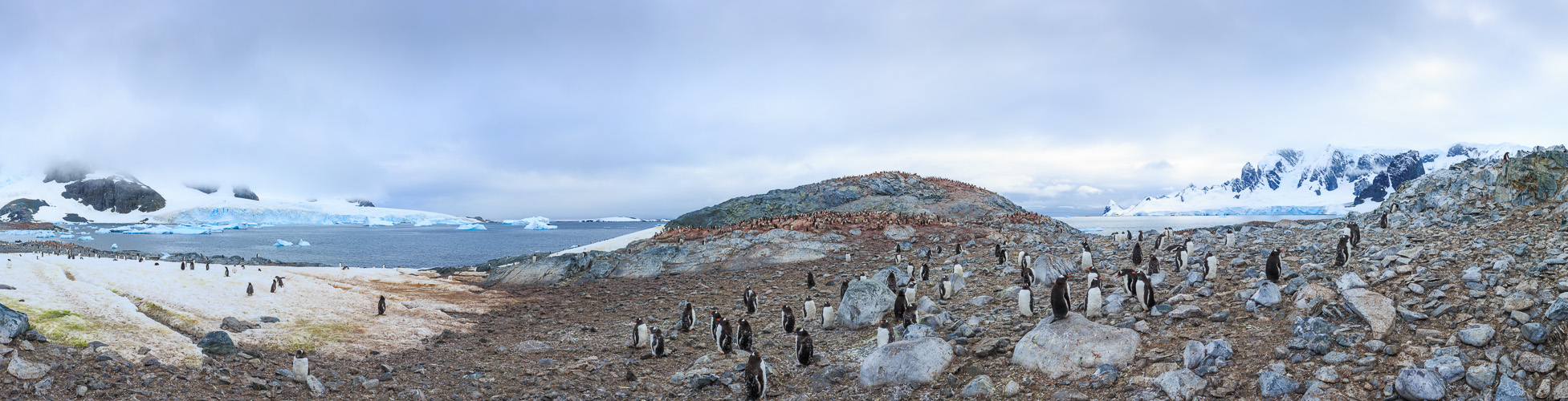 Eselspinguine Kolonie Pano #334949