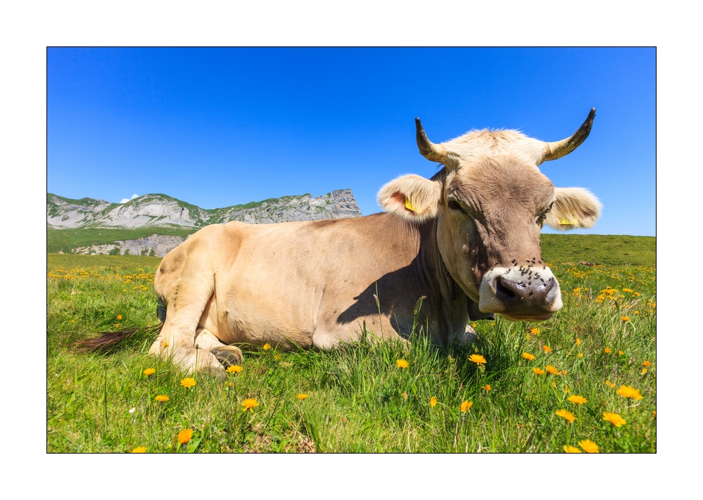 Kuh #32723