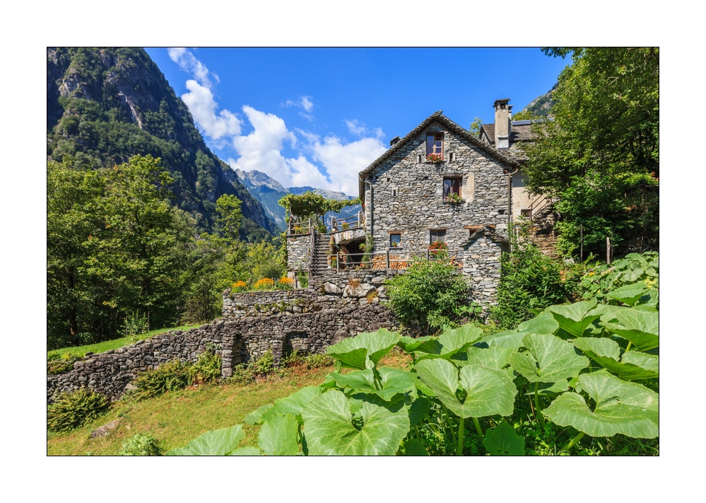 Steinhaus #33124