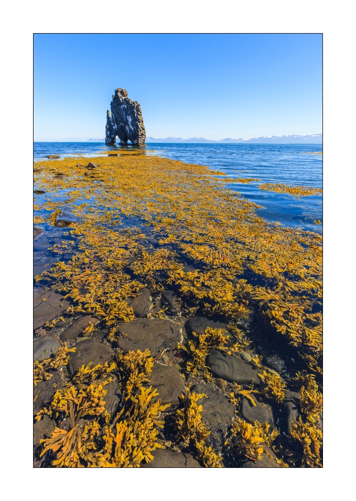 Hvitserkur #31919