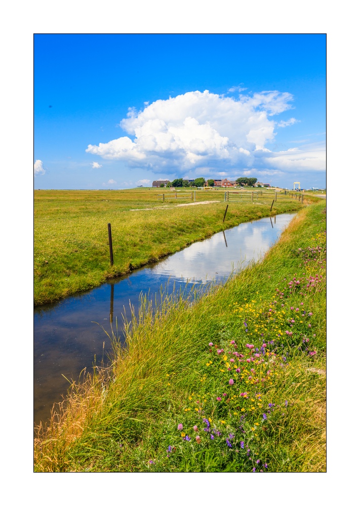 Sylt Hallig Landschaft #35806