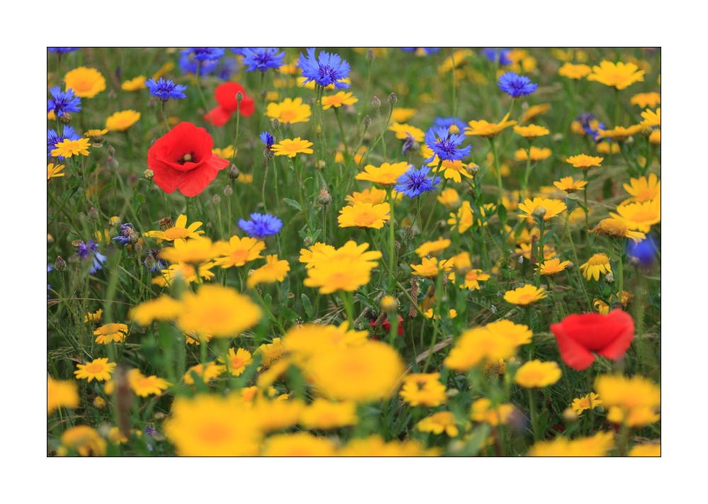 Blumenwiese #35867