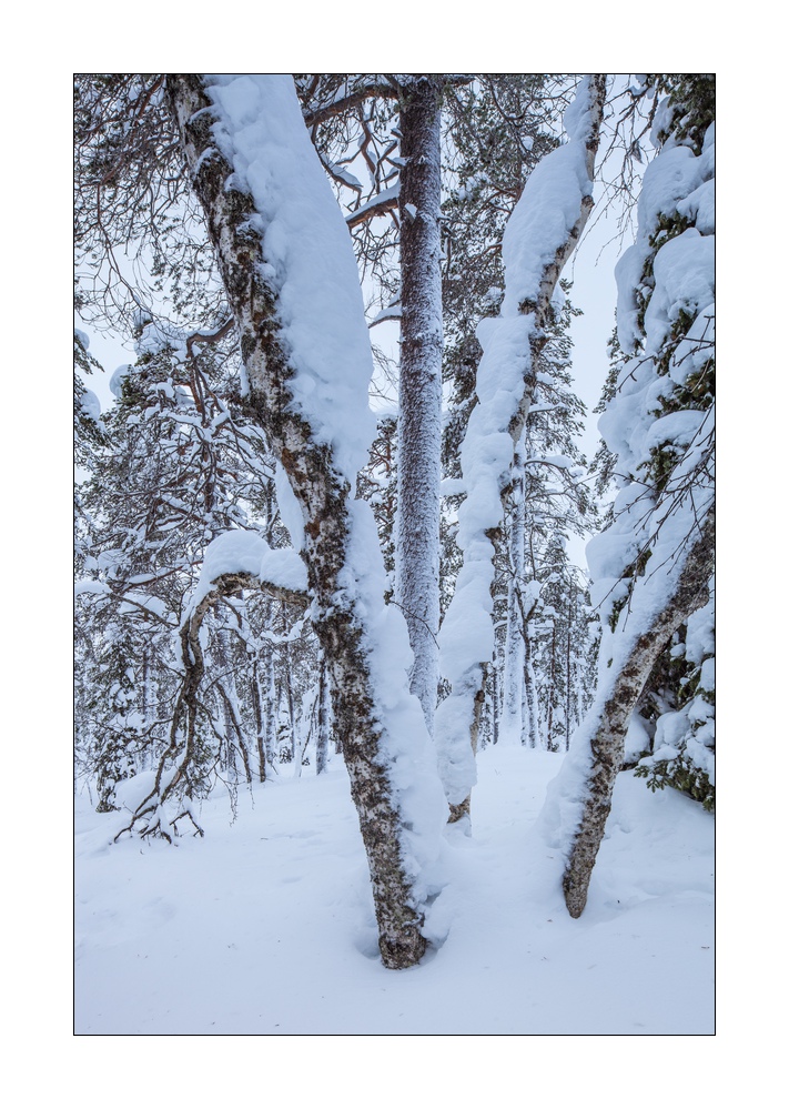 Winter in Lappland #36005