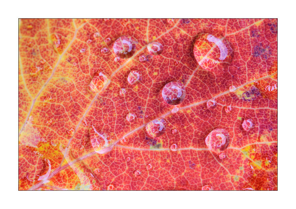 Herbstblatt #37096