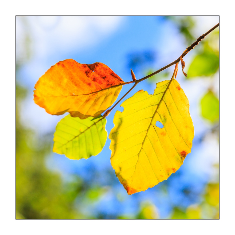 Herbstlaub #37873
