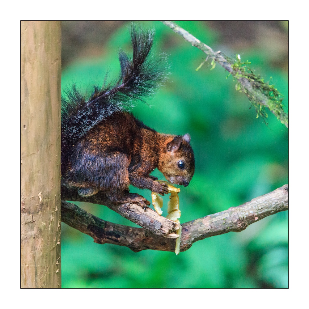 Eichhörnchen #36753