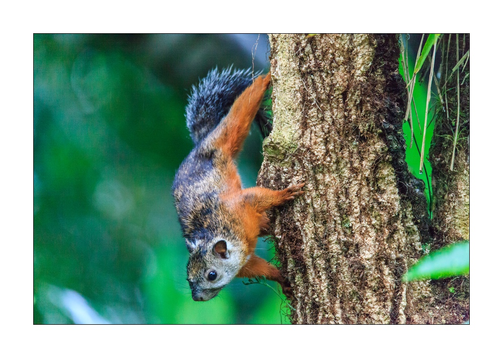 Eichhörnchen #36341