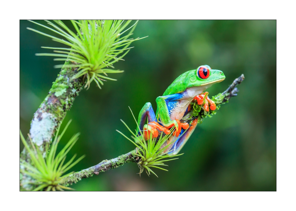 Rotaugenlaubfrosch #37203