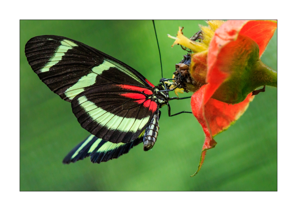 Schmetterling #32417