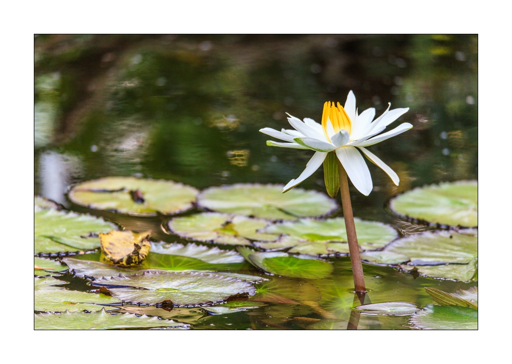 Wasserlilie #36300