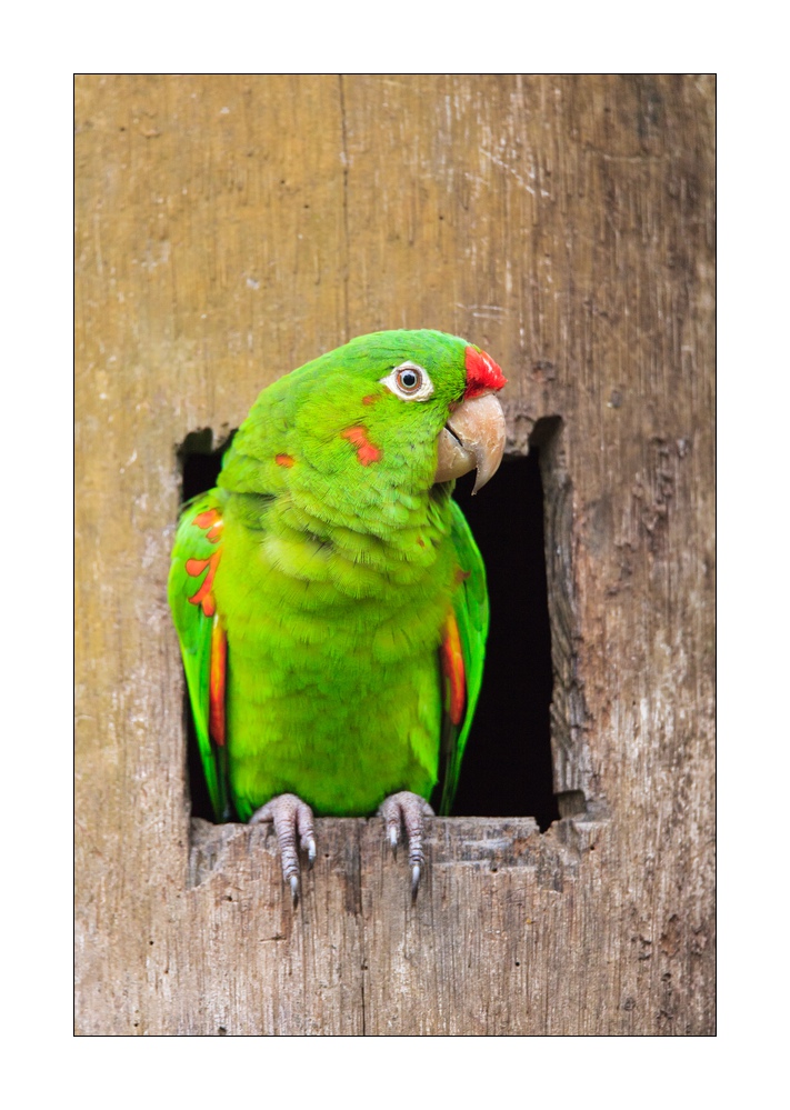 Amazone #37239