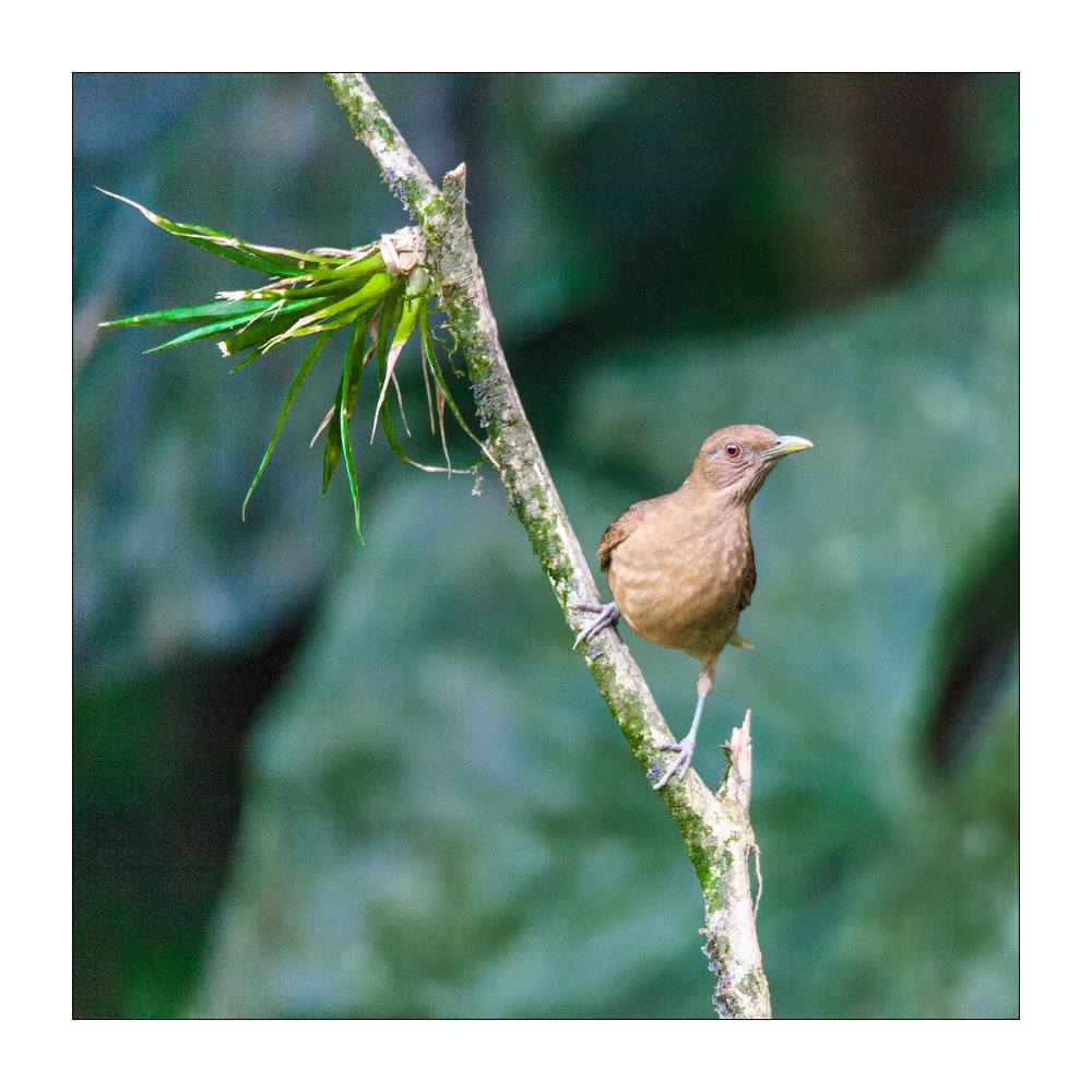 Vogel #36612