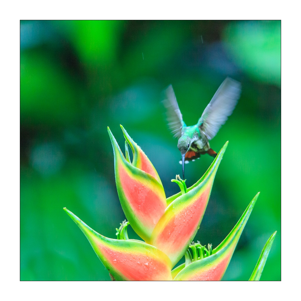 Kolibri #36329
