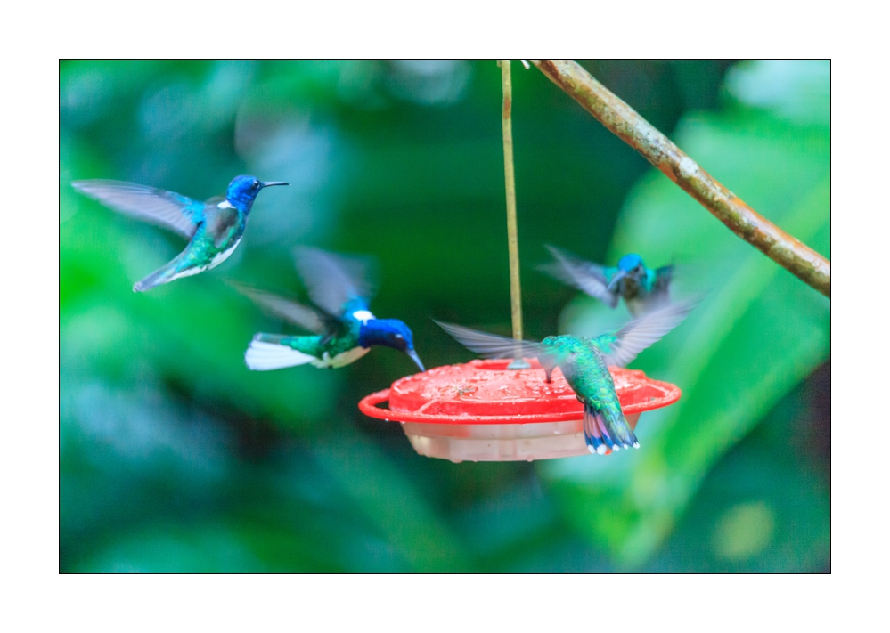Kolibri #36339