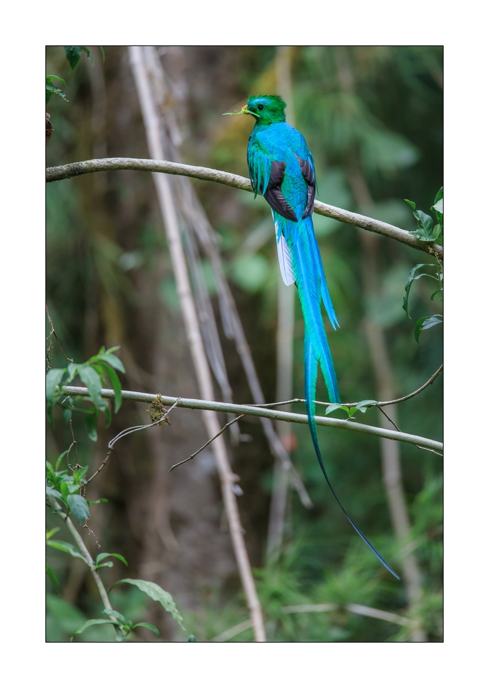 Quetzal #37654