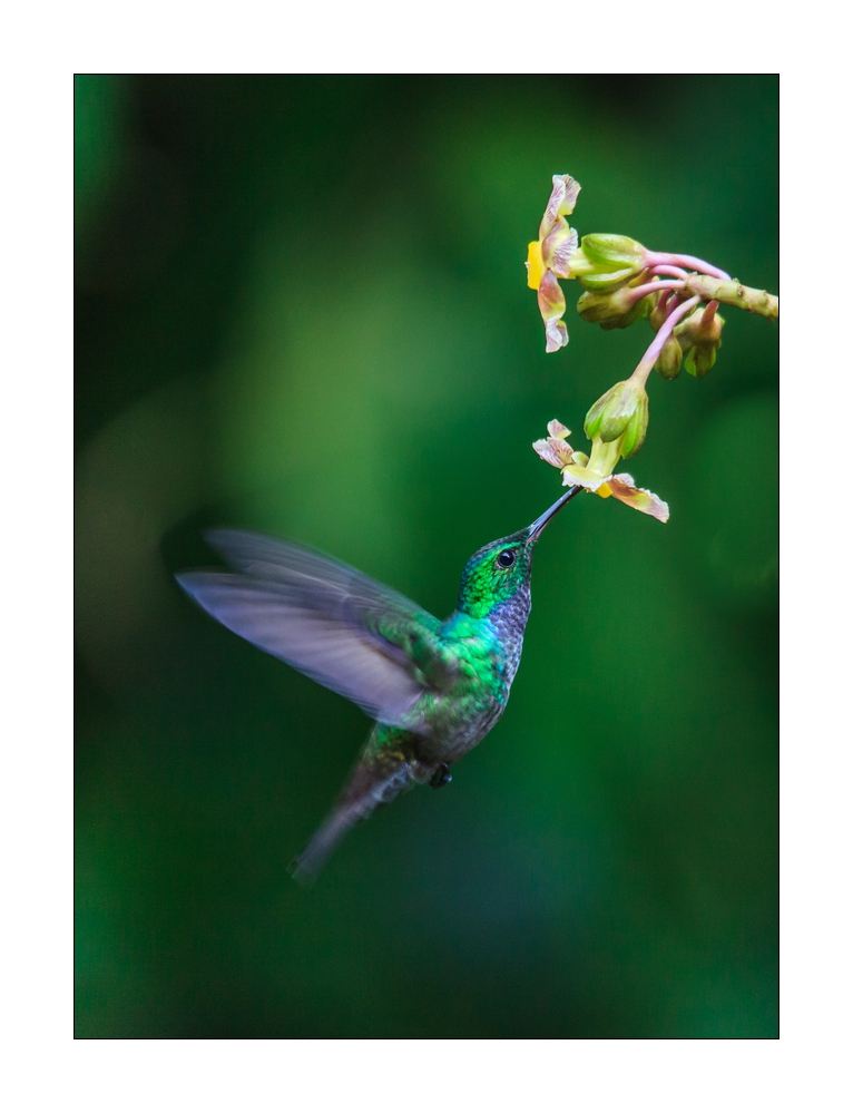 Kolibri #37008