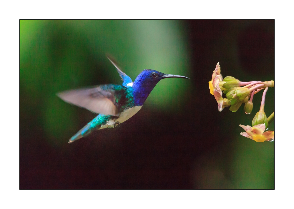 Kolibri #37019