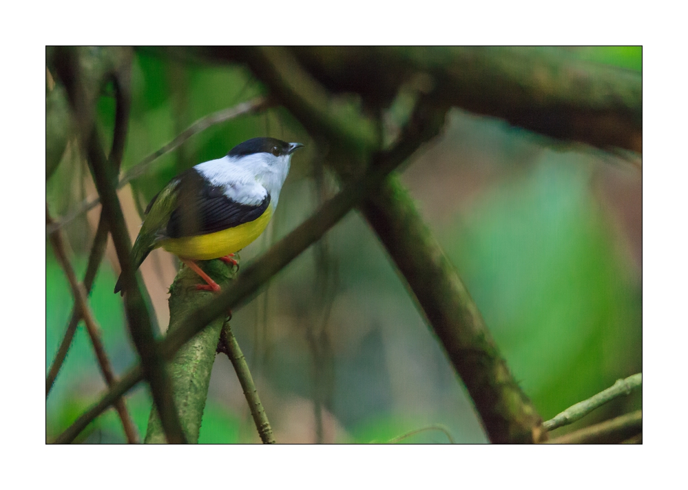 Manakin #37179