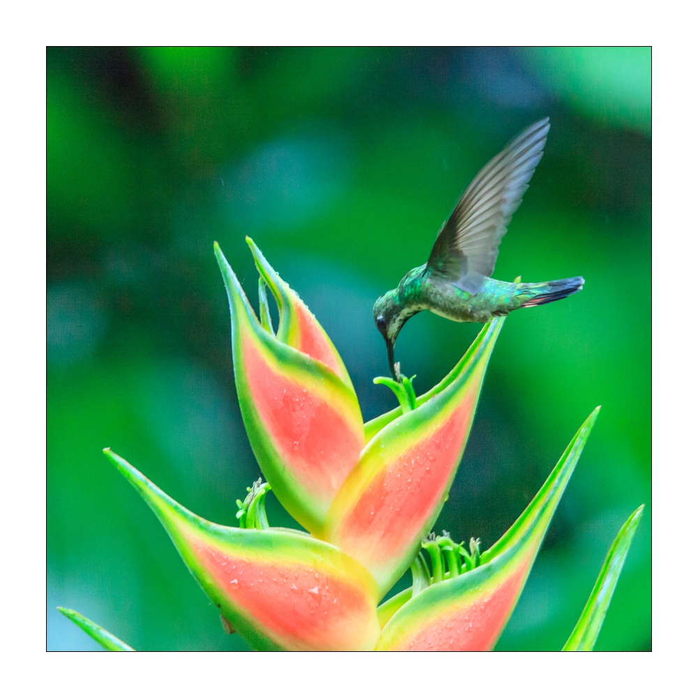 Kolibri #36332