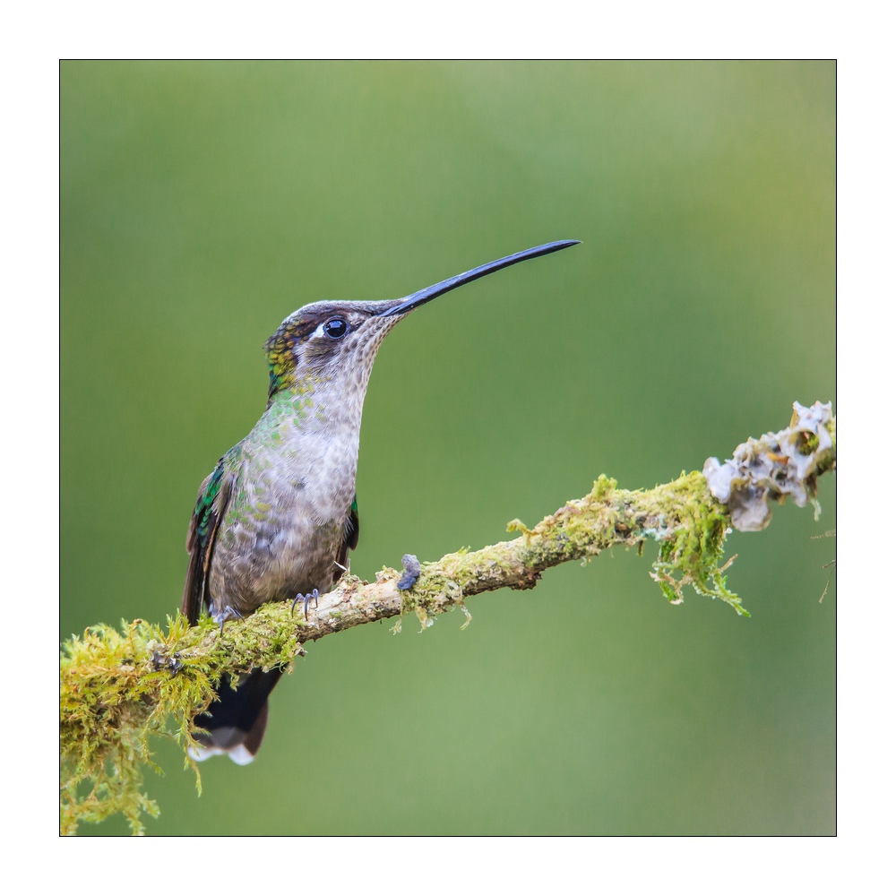Kolibri #37778