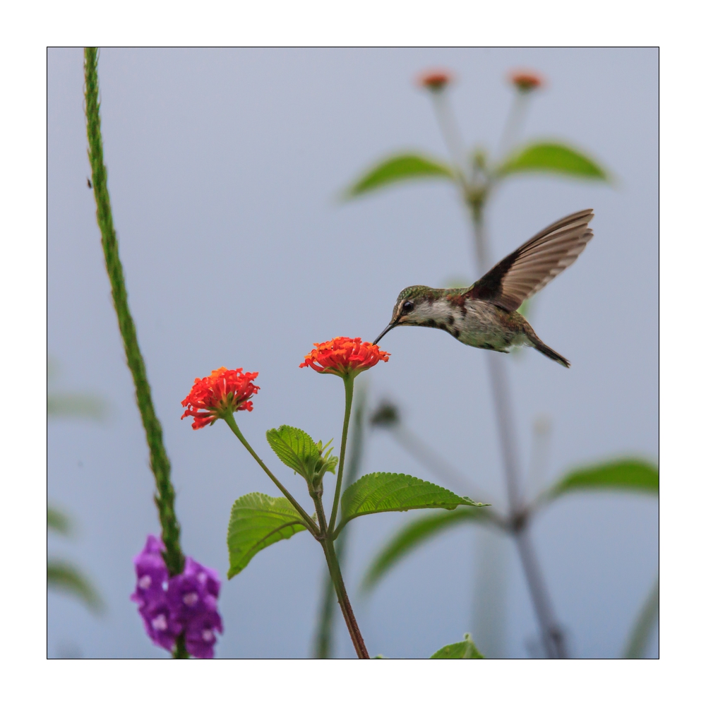 Kolibri #36521