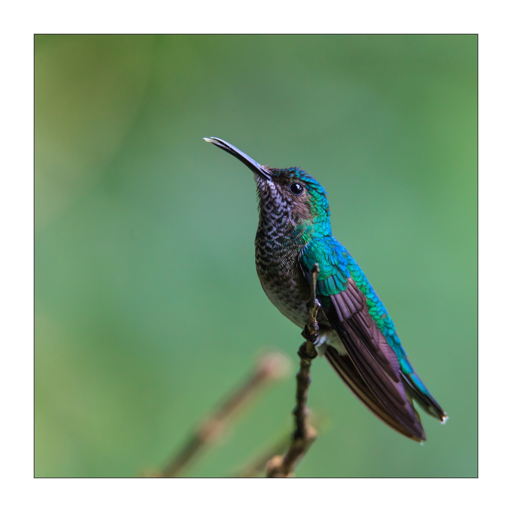 Kolibri #36570