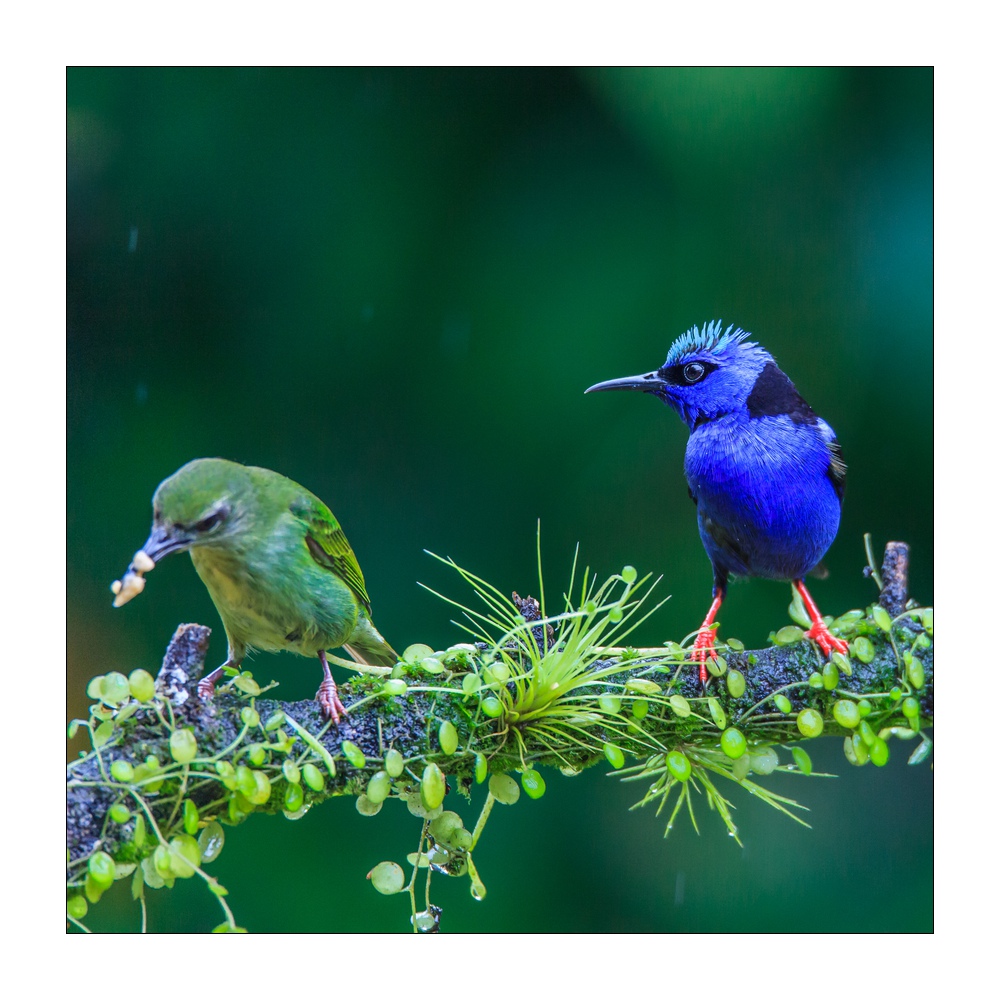 Türkisnaschvogel #36989