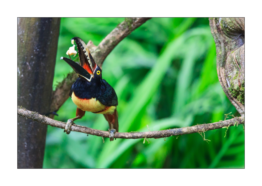 Tukan #36709