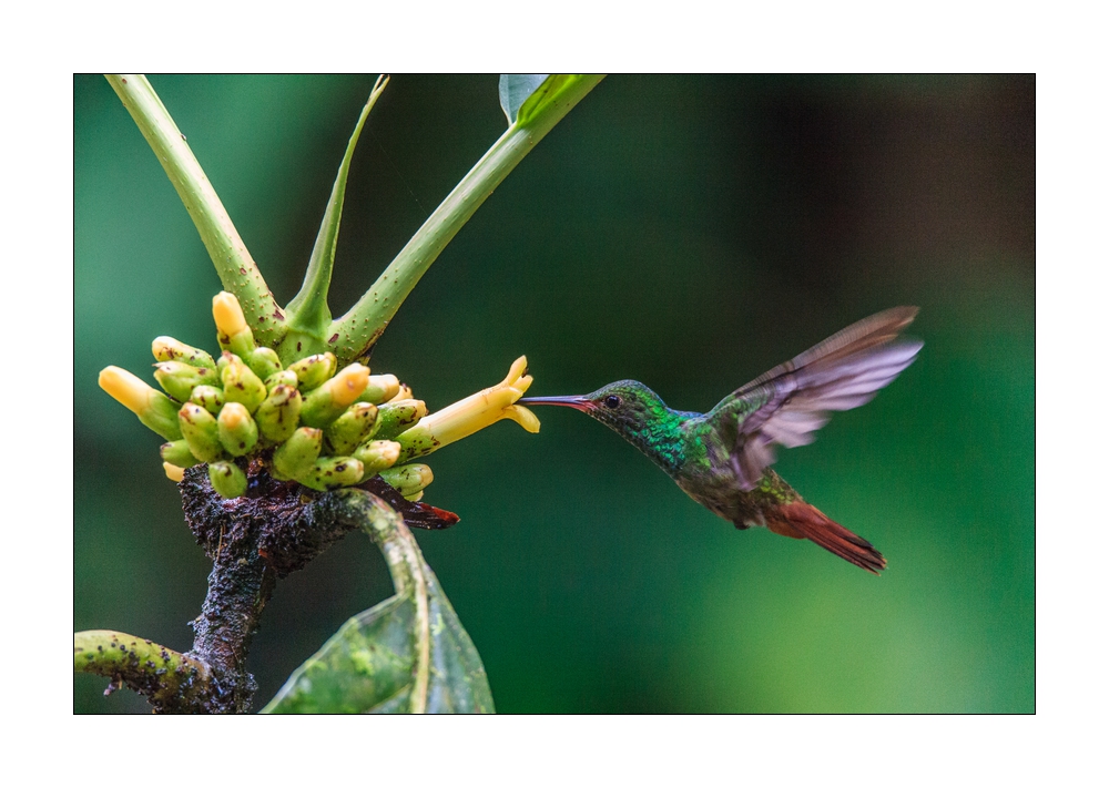 Kolibri #37133