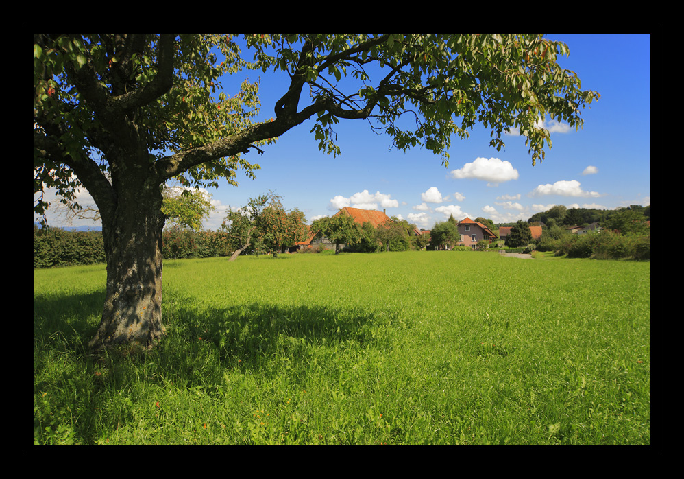 Horriwil #9059
