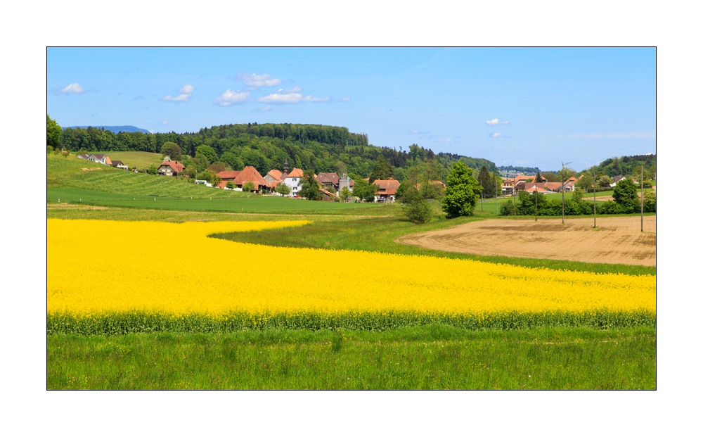 Rapsfeld bei Bibern #30780